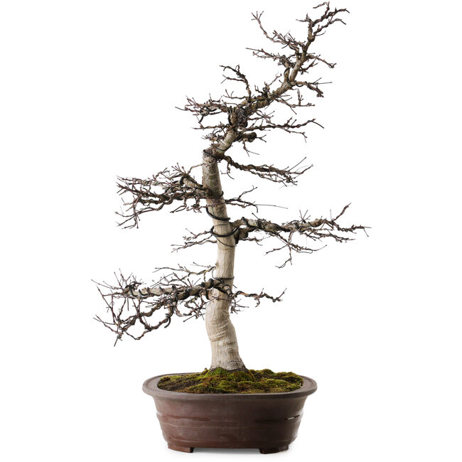 Acer palmatum Deshojo, 26 cm, ± 25 ans, avec un nebari de 14 cm