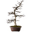 Acer palmatum Deshojo, 26 cm, ± 25 years old, with a nebari of 14 cm