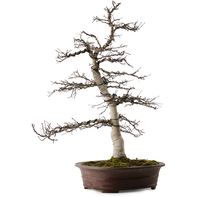 Acer palmatum Deshojo, 26 cm, ± 25 ans, avec un nebari de 14 cm