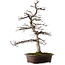 Acer palmatum Deshojo, 26 cm, ± 25 jaar oud, met een nebari van 14 cm