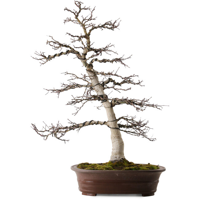 Acer palmatum Deshojo, 26 cm, ± 25 ans, avec un nebari de 14 cm
