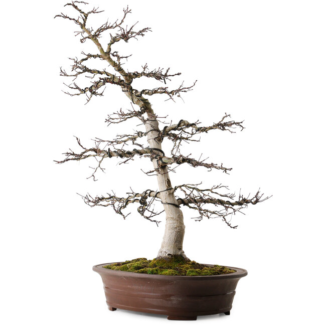 Acer palmatum Deshojo, 26 cm, ± 25 years old, with a nebari of 14 cm