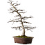 Acer palmatum Deshojo, 26 cm, ± 25 ans, avec un nebari de 14 cm