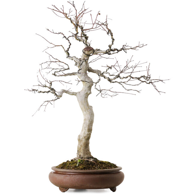 Acer palmatum, 62 cm, ± 30 años, con un nebari de 15 cm