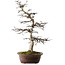 Acer palmatum Deshojo, 26 cm, ± 25 ans, avec un nebari de 14 cm