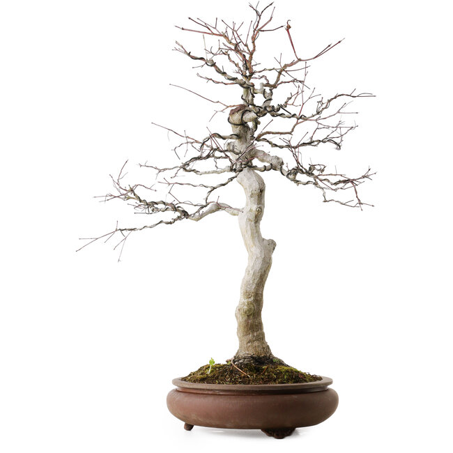 Acer palmatum, 62 cm, ± 30 jaar oud, met een nebari van 15 cm