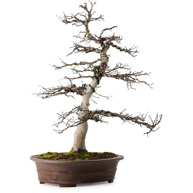 Acer palmatum Deshojo, 26 cm, ± 25 anni, con un nebari di 14 cm