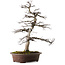 Acer palmatum Deshojo, 26 cm, ± 25 anni, con un nebari di 14 cm