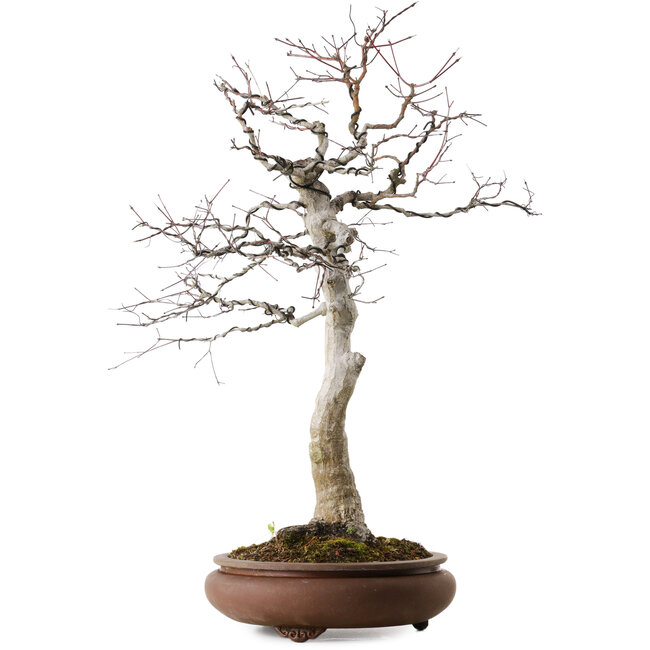 Acer palmatum, 62 cm, ± 30 ans, avec un nebari de 15 cm