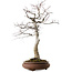 Acer palmatum, 62 cm, ± 30 anni, con un nebari di 15 cm