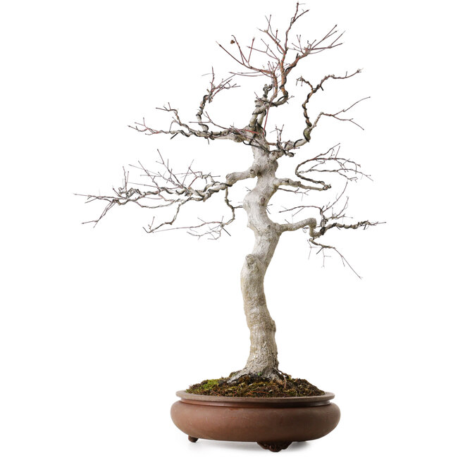 Acer palmatum, 62 cm, ± 30 ans, avec un nebari de 15 cm