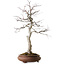 Acer palmatum, 62 cm, ± 30 years old, with a nebari of 15 cm