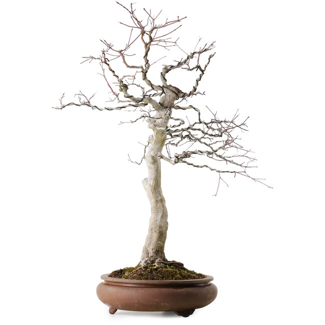 Acer palmatum, 62 cm, ca. 30 Jahre alt, mit einem Wurzelhals von 15 cm