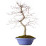 Acer palmatum Deshojo, 54 cm, ± 15 years old, in a broken pot