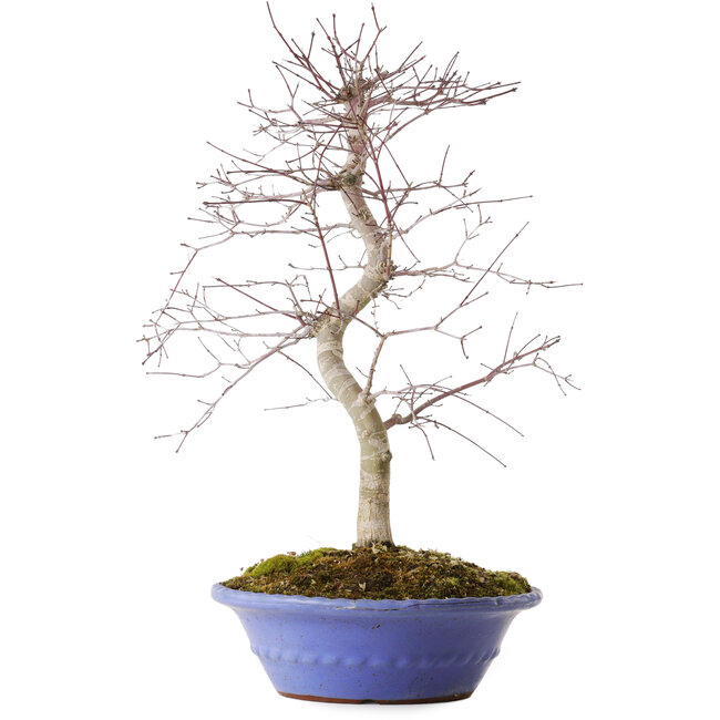 Acer palmatum Deshojo, 54 cm, ± 15 jaar oud, in een gebroken pot.