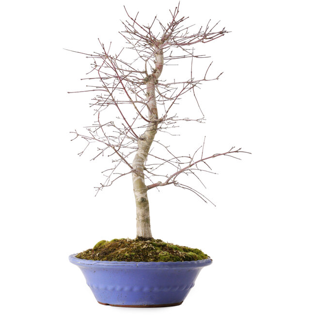 Acer palmatum Deshojo, 54 cm, ± 15 years old, in a broken pot