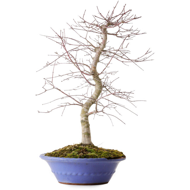 Acer palmatum Deshojo, 54 cm, ± 15 jaar oud, in een gebroken pot.