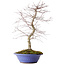 Acer palmatum Deshojo, 54 cm, ± 15 jaar oud, in een gebroken pot.