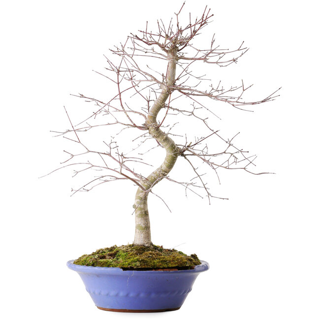 Acer palmatum Deshojo, 54 cm, environ 15 ans, dans un pot cassé