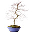 Acer palmatum Deshojo, 54 cm, ± 15 jaar oud, in een gebroken pot.
