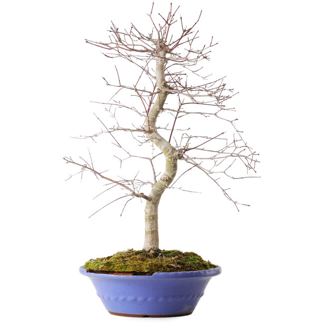 Acer palmatum Deshojo, 54 cm, ± 15 anni, in un vaso rotto