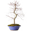 Acer palmatum Deshojo, 54 cm, ± 15 years old, in a broken pot