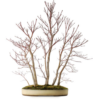 Acer palmatum Mono, 74 cm, ± 35 years old