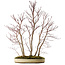 Acer palmatum Mono, 74 cm, ± 35 Jahre alt