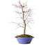 Acer palmatum Deshojo, 54 cm, ± 15 anni, in un vaso rotto