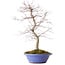 Acer palmatum Deshojo, 54 cm, ± 15 años, en maceta rota