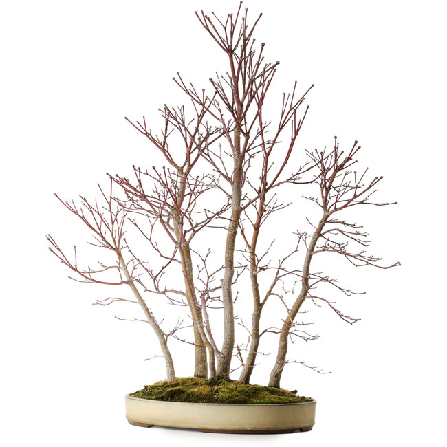 Acer palmatum Mono, 74 cm, ± 35 Jahre alt