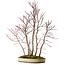 Acer palmatum Mono, 74 cm, ± 35 years old