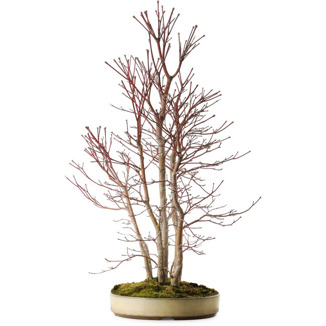 Acer palmatum Mono, 74 cm, ± 35 ans
