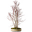 Acer palmatum Mono, 74 cm, ± 35 jaar oud