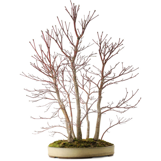 Acer palmatum Mono, 74 cm, ± 35 years old