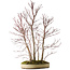 Acer palmatum Mono, 74 cm, ± 35 jaar oud
