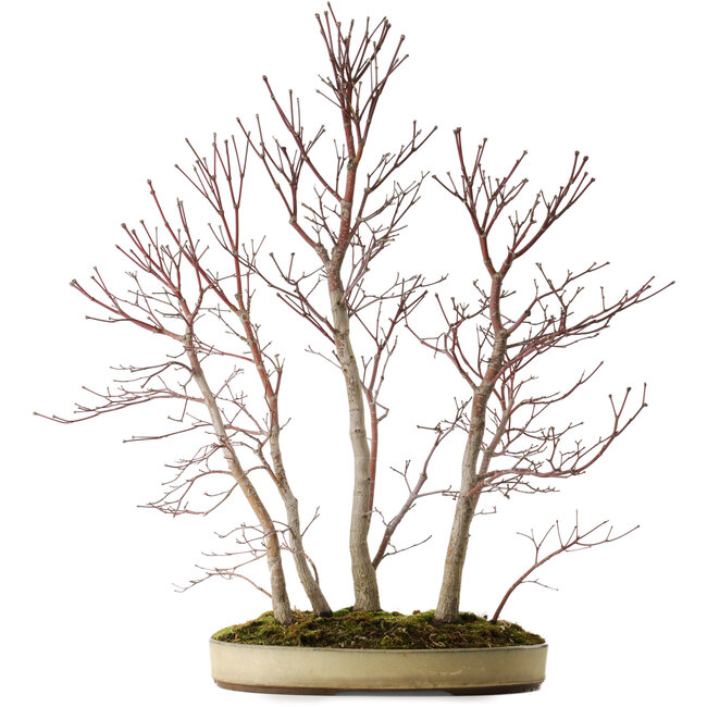 Acer palmatum Mono, 74 cm, ± 35 años
