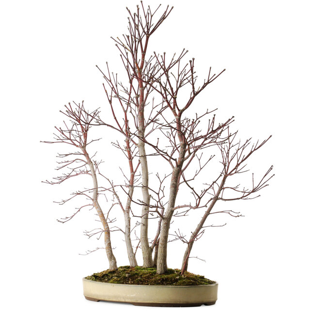 Acer palmatum Mono, 74 cm, ± 35 Jahre alt