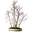 Acer palmatum Mono, 74 cm, ± 35 ans
