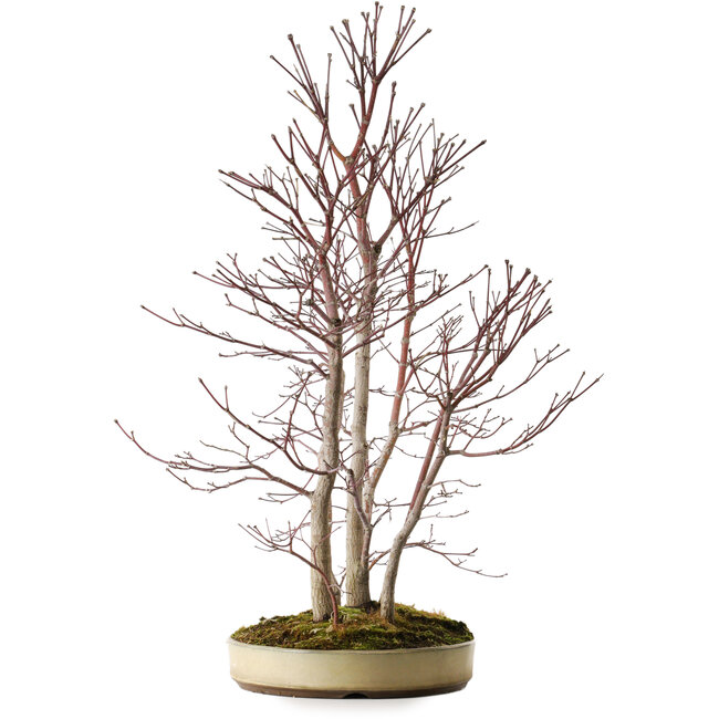 Acer palmatum Mono, 74 cm, ± 35 años
