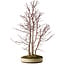 Acer palmatum Mono, 74 cm, ± 35 años