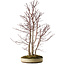 Acer palmatum Mono, 74 cm, ± 35 years old