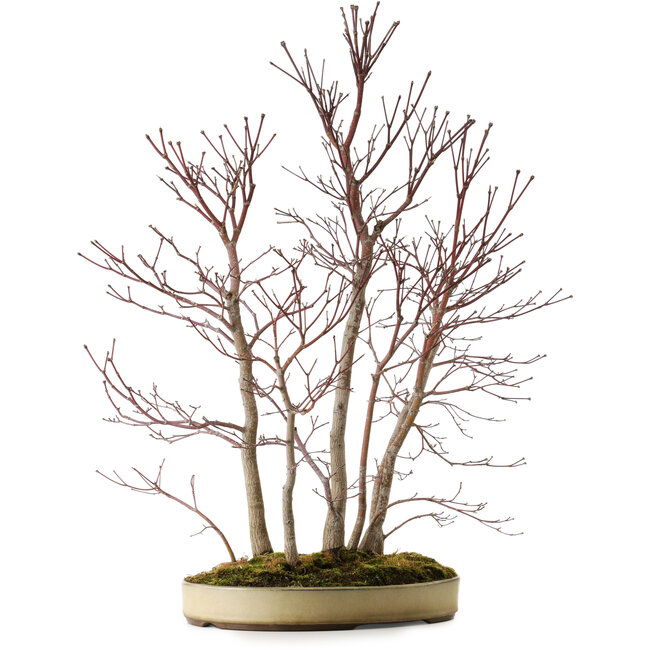 Acer palmatum Mono, 74 cm, ± 35 anni
