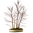 Acer palmatum Mono, 74 cm, ± 35 Jahre alt