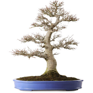 Acer palmatum, 60 cm, ± 35 years old