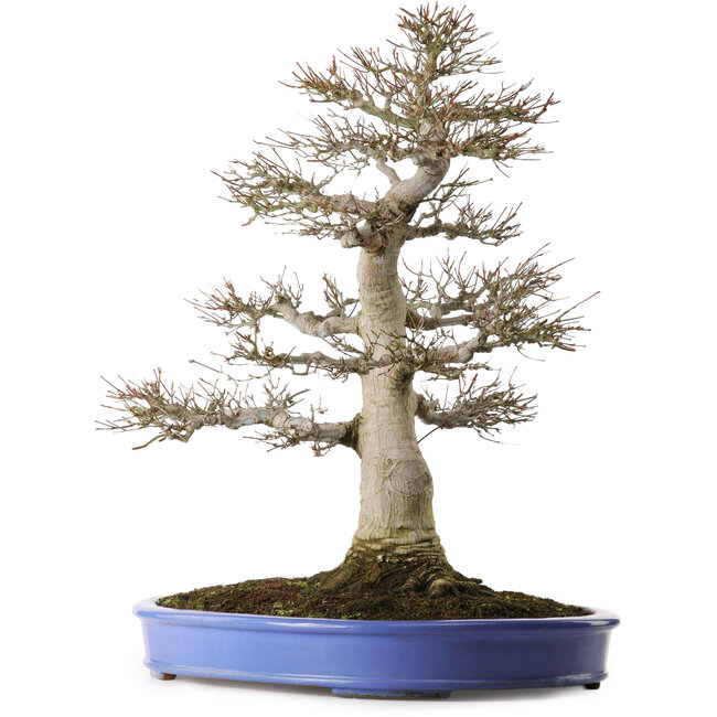 Acer palmatum, 60 cm, ± 35 jaar oud, met een nebari van 26 cm