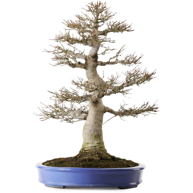 Acer palmatum, 60 cm, ± 35 anni, con un nebari di 26 cm