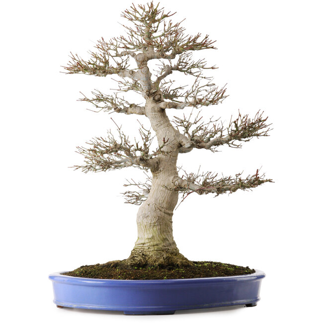 Acer palmatum, 60 cm, ca. 35 Jahre alt, mit einem Wurzelhals von 26 cm