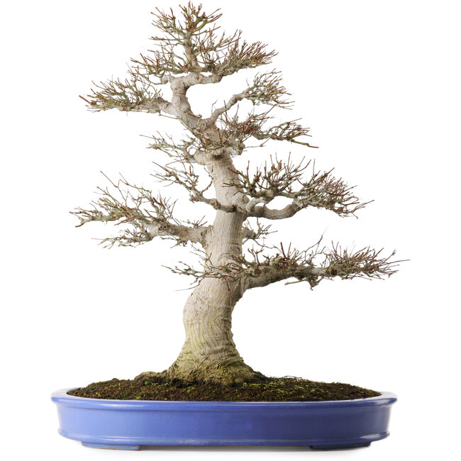 Acer palmatum, 60 cm, ± 35 years old, with a nebari of 26 cm