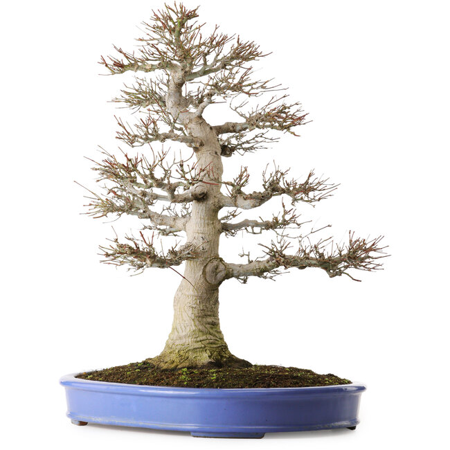 Acer palmatum, 60 cm, ± 35 años, con un nebari de 26 cm